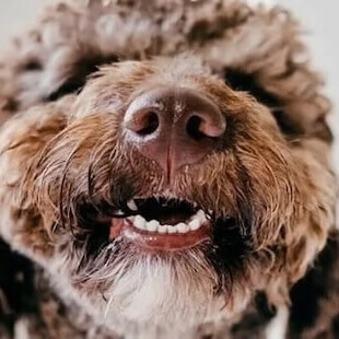 Pet Dentistry in Broomfield
