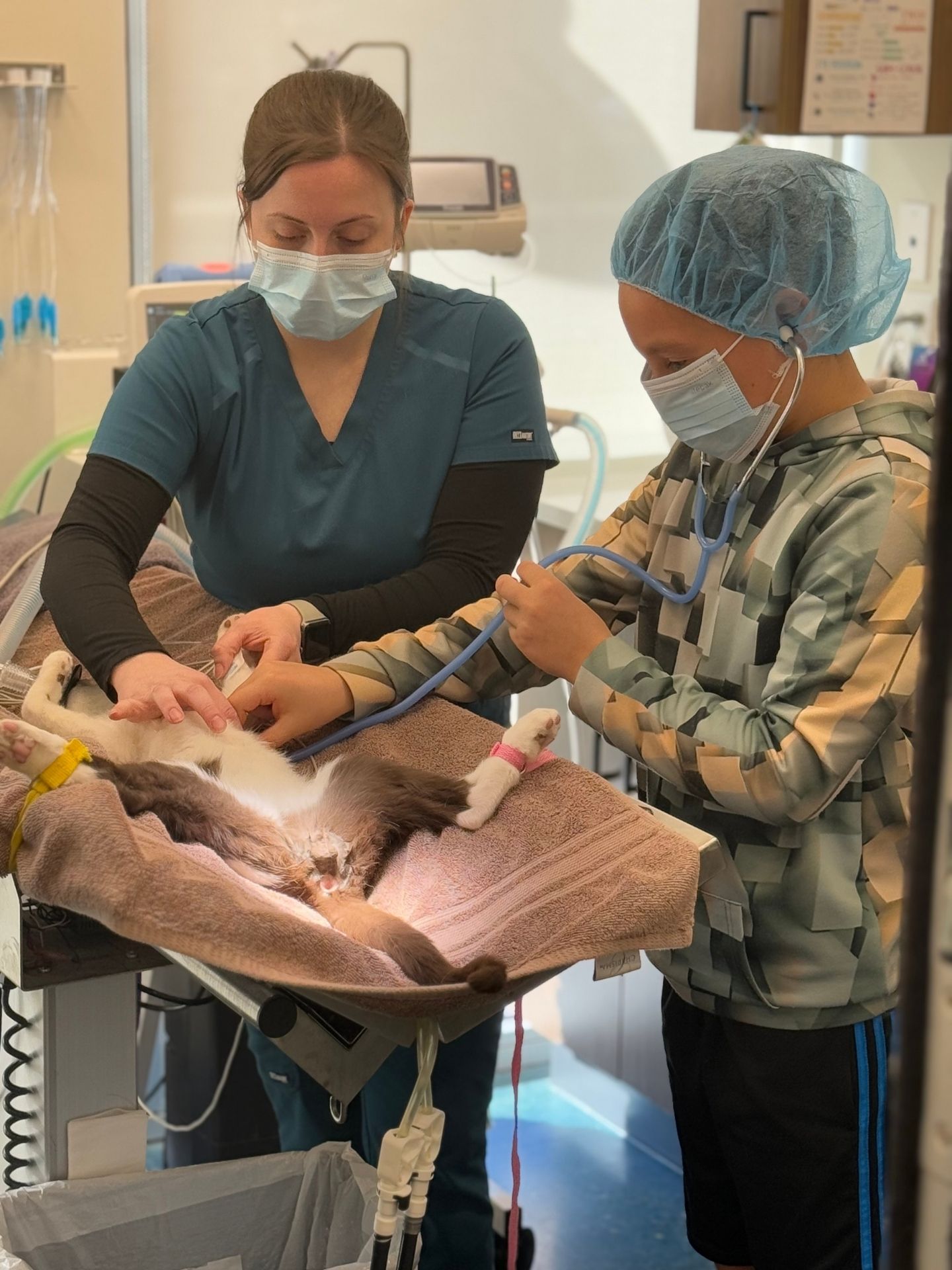 Junior Vet Spotlight: Griffin Griffin is part of our "Vet for a Day" program. He is learning how to take a respiratory and heart rate on a cat before surgery. He is being taught by one of our amazing team members.